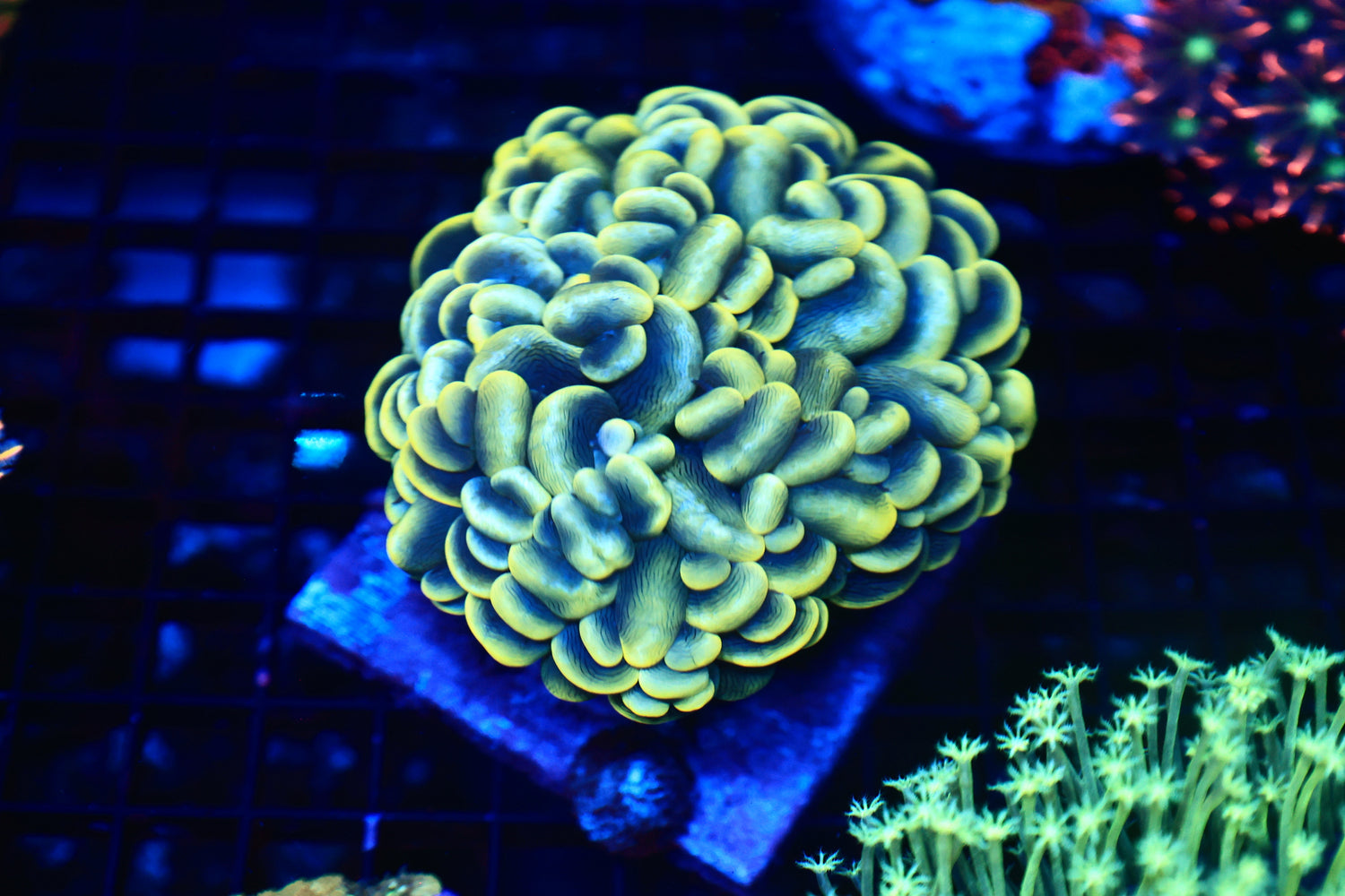 Ultra bubble coral