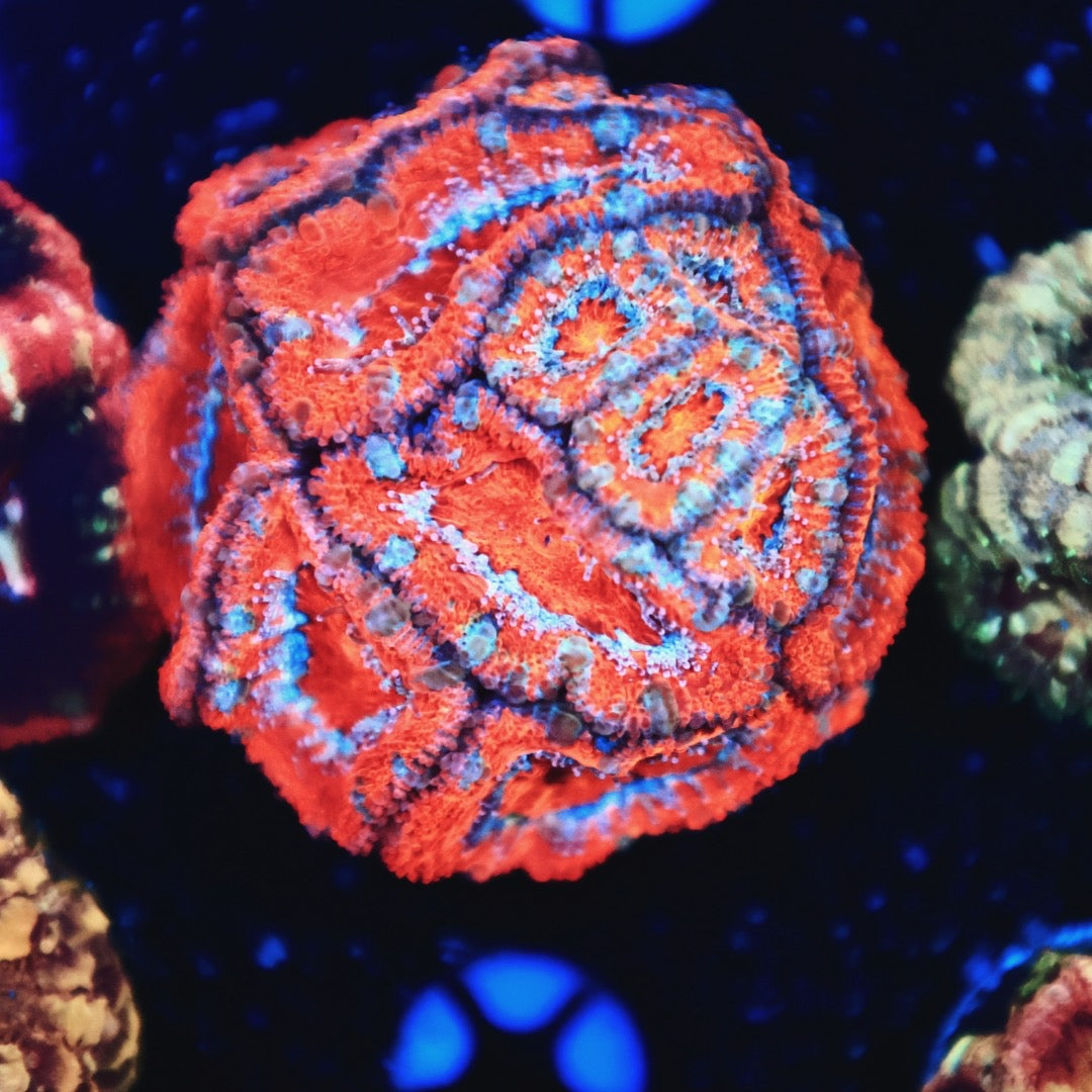 Aussie acan colony