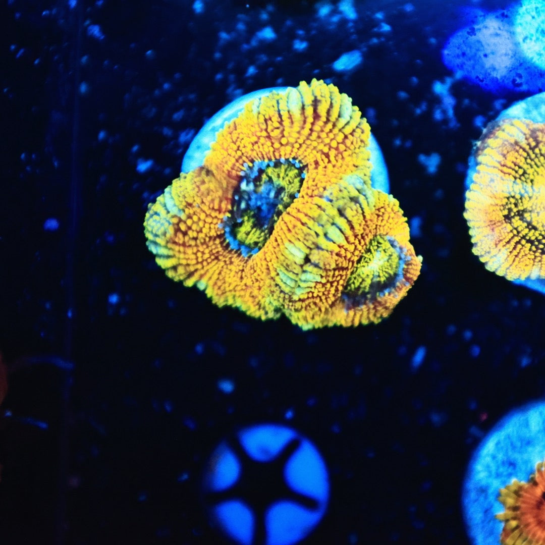 JCC Angel eye glitter acan
