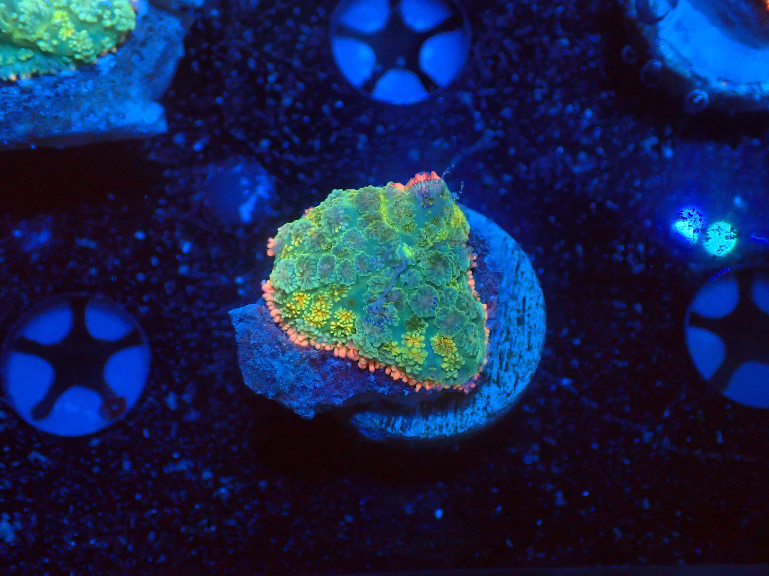 Frankenstein mushroom-Joker Corals