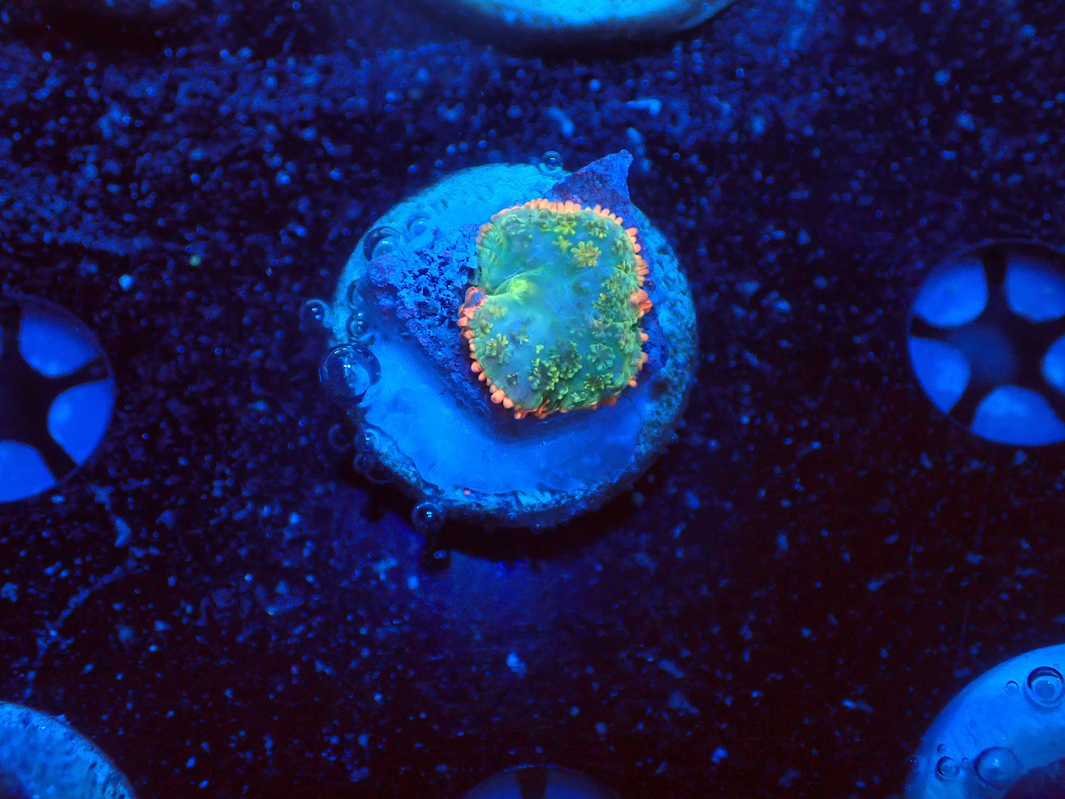 Frankenstein mushroom-Joker Corals
