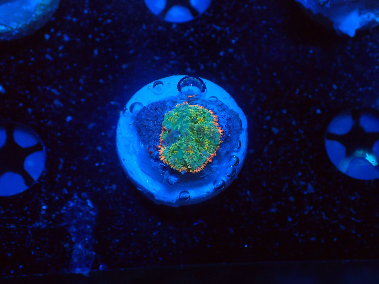 Frankenstein mushroom-Joker Corals