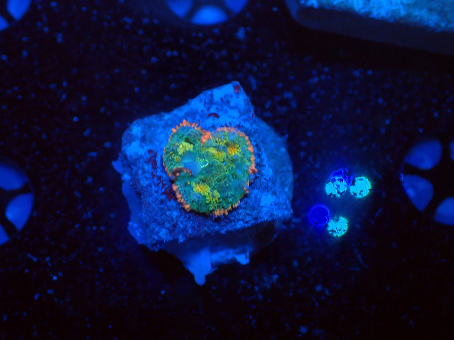 Frankenstein mushroom-Joker Corals