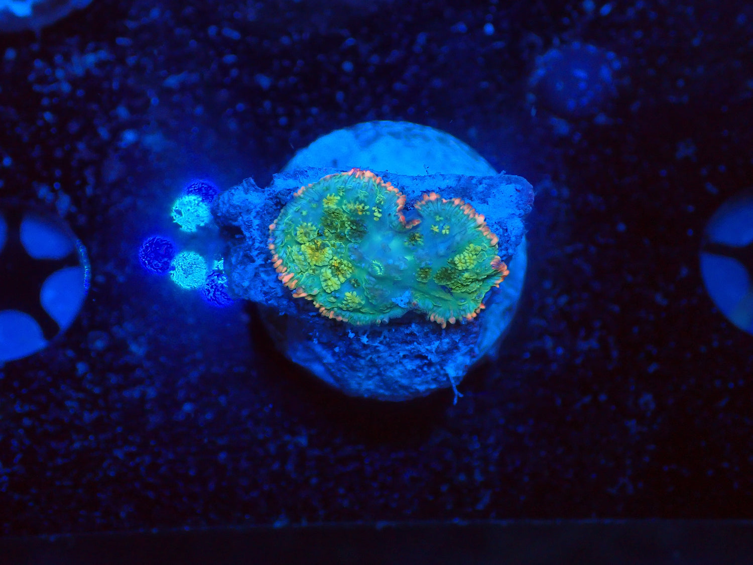 Frankenstein mushroom-Joker Corals