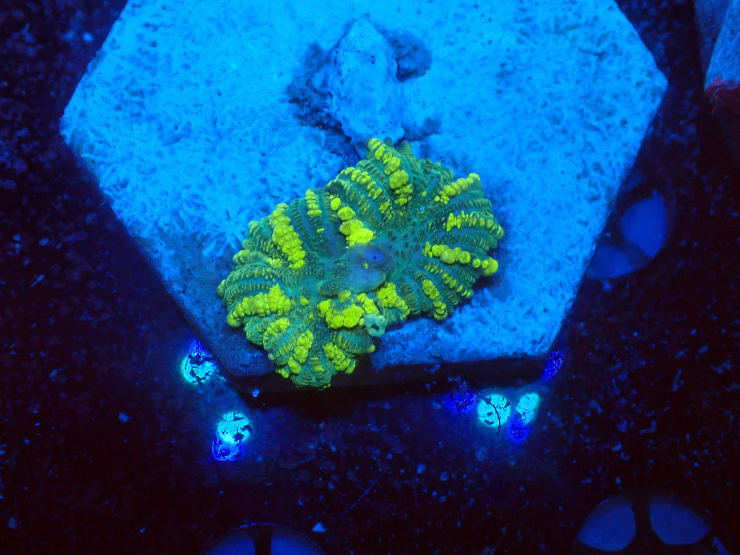 JCC Emerald Venom-Joker Corals