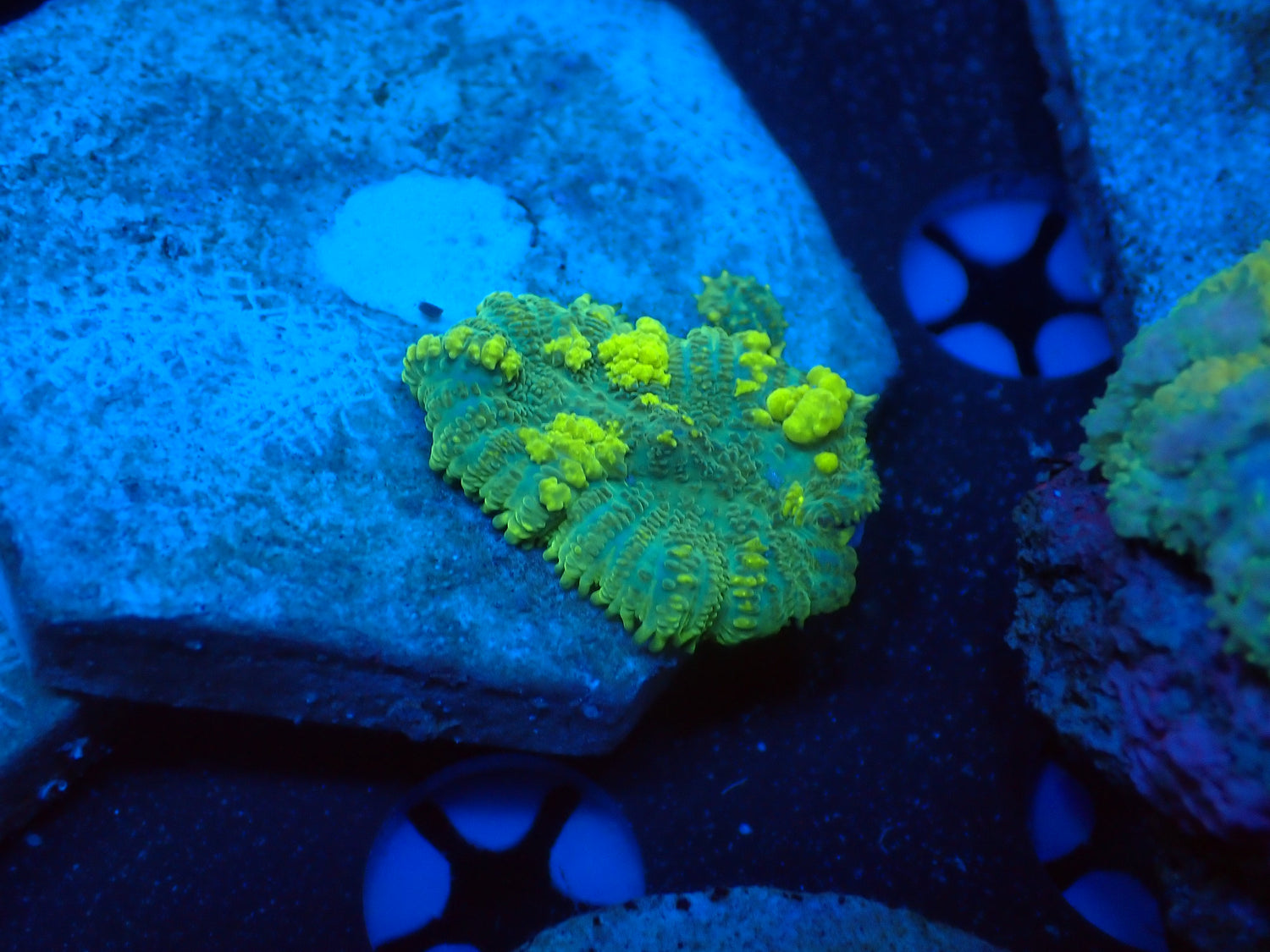 JCC Emerald Venom-Joker Corals