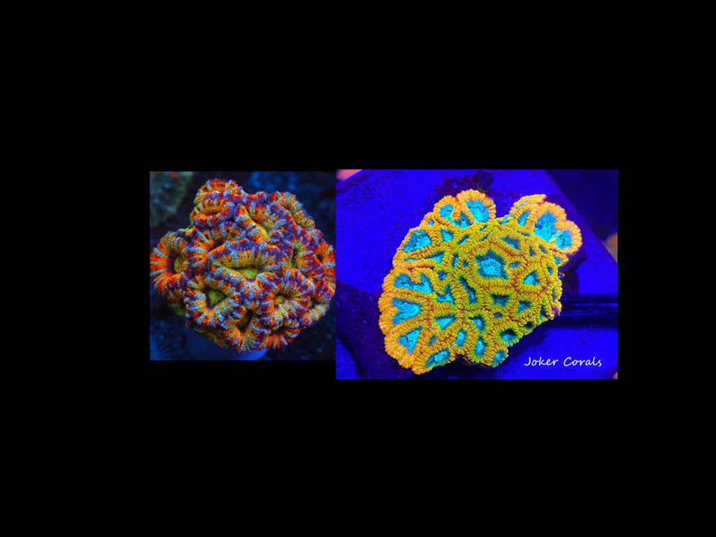 Favia & Acan