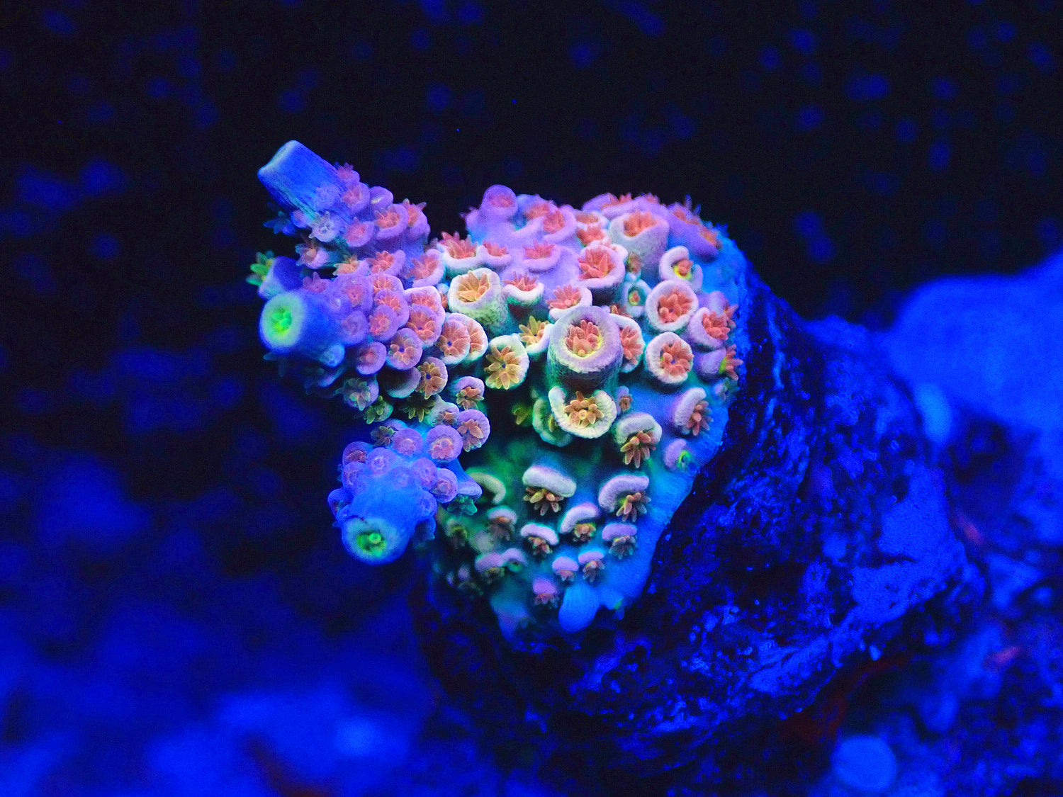 Acropora