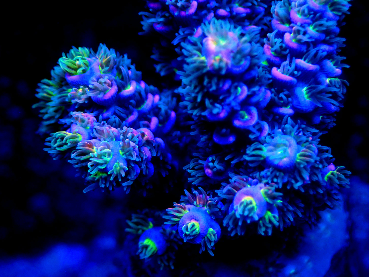 Joker Corals Signature Collections