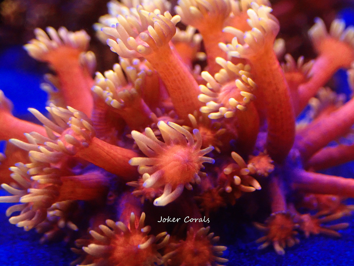 Goniopora