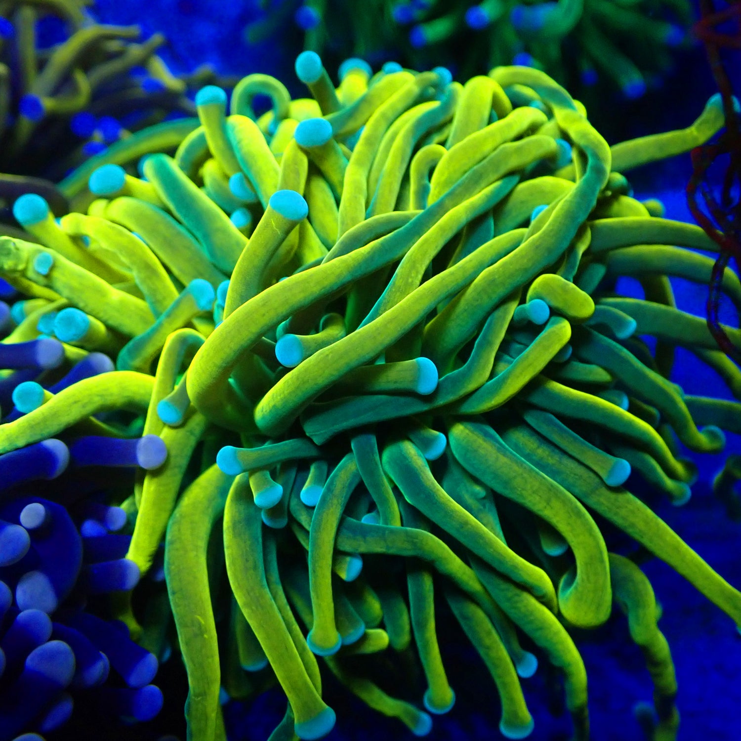 Euphyllia