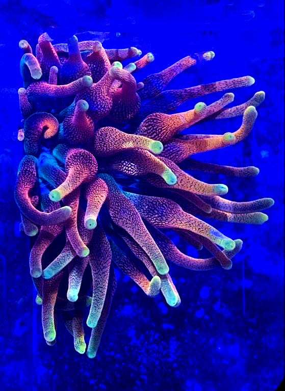 Anemones