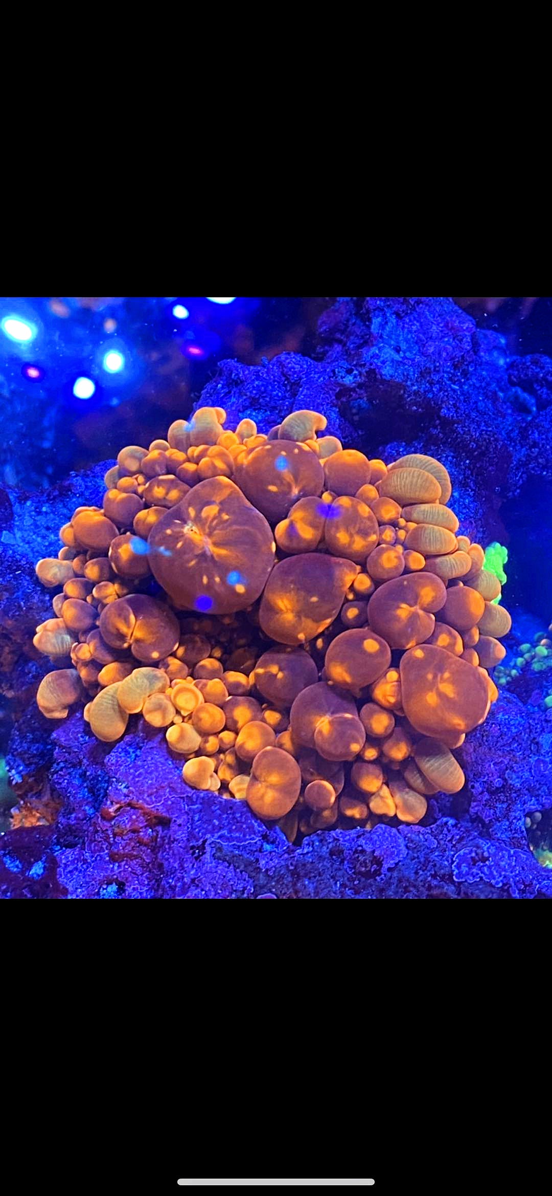 Mushrooms