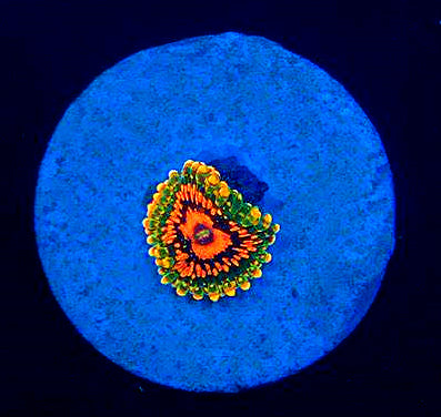 Zoanthids