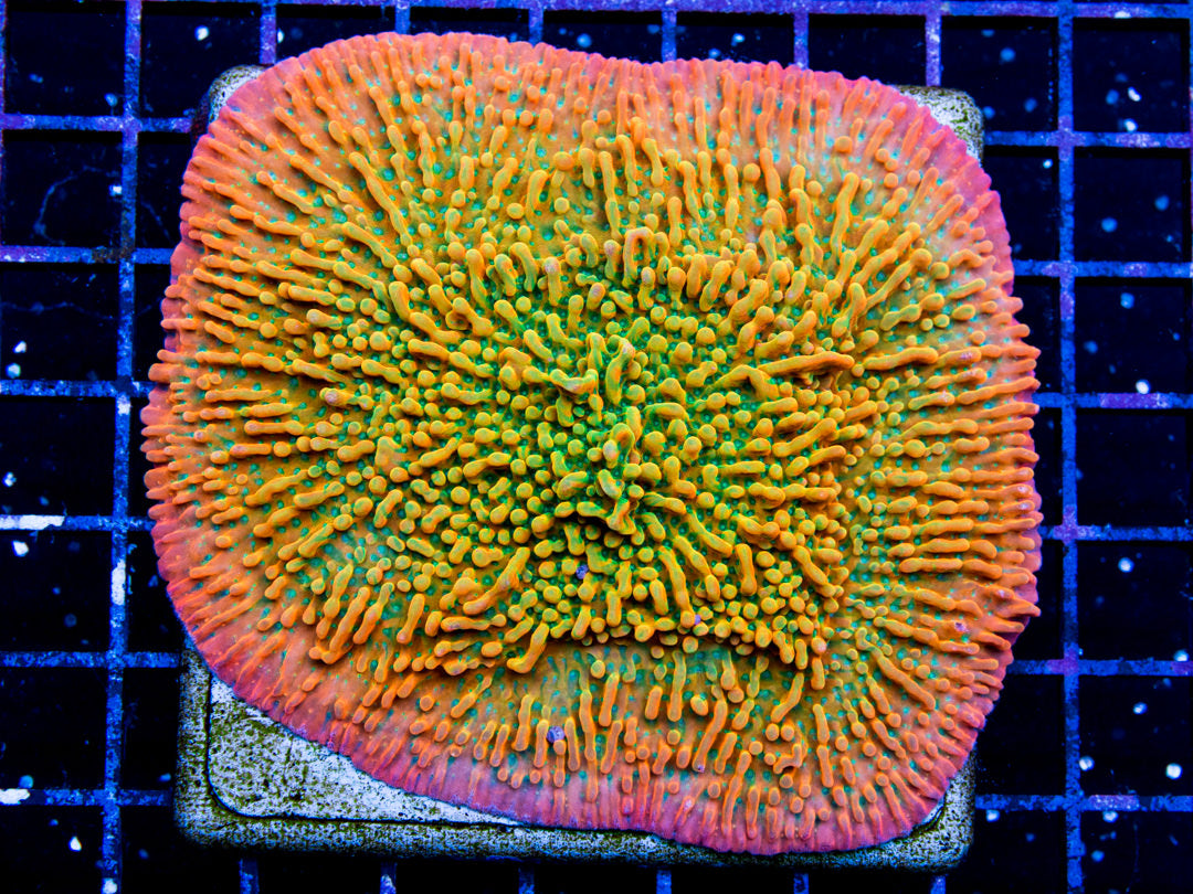 Montipora