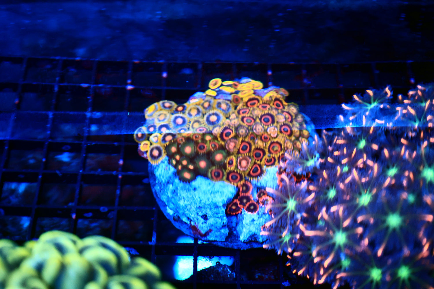 Mixed Zoa plate