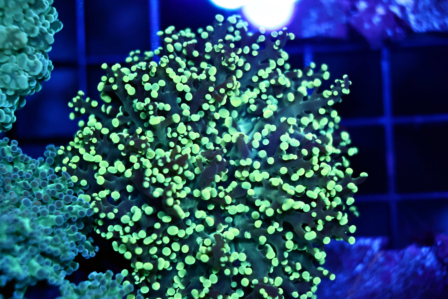 Malaysian frogspawn