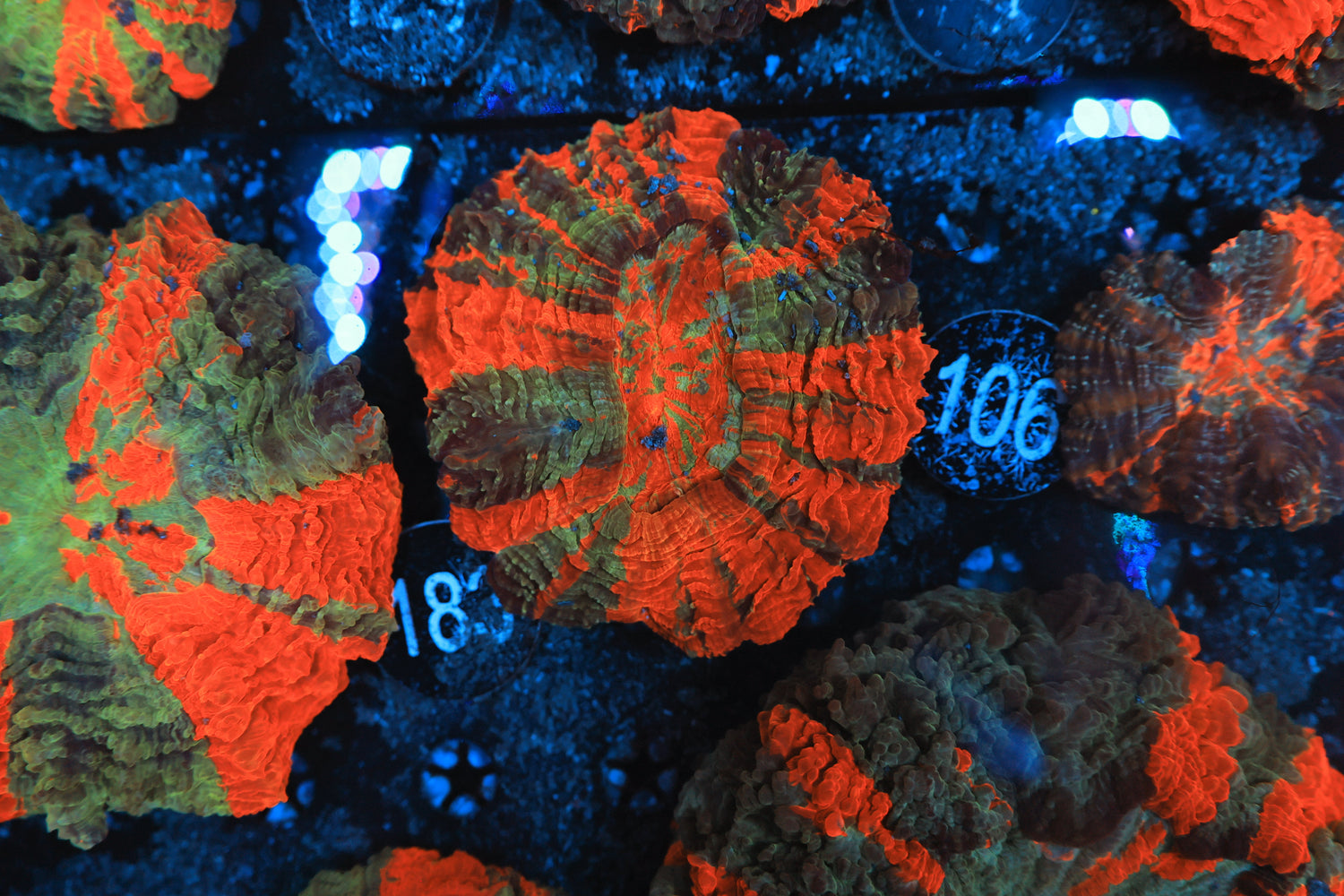 Rainbow acantho 106-Joker Corals