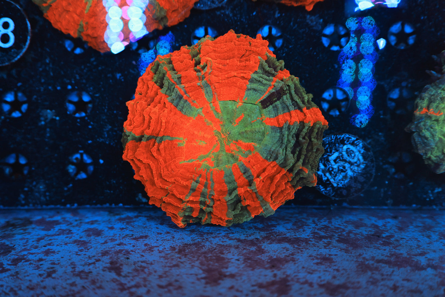 Rainbow acantho 159-Joker Corals