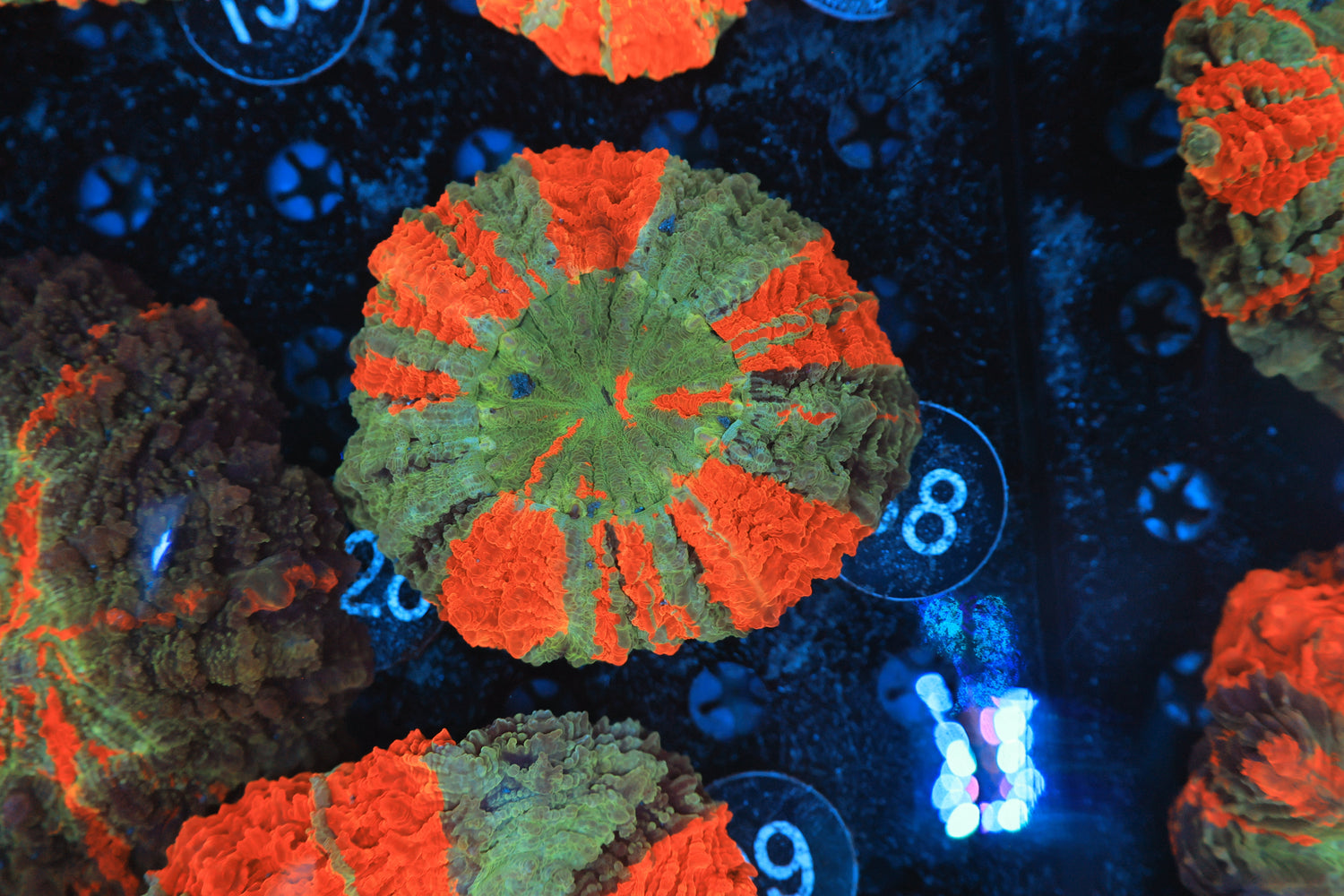 Rainbow acantho 8-Joker Corals