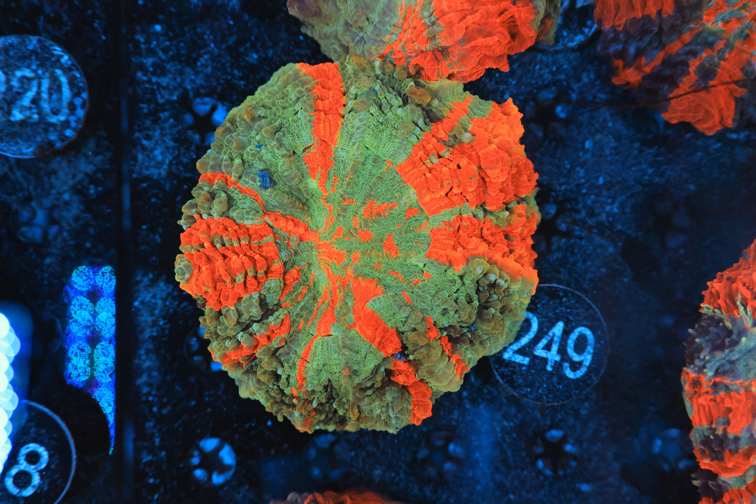 Rainbow acantho 249-Joker Corals