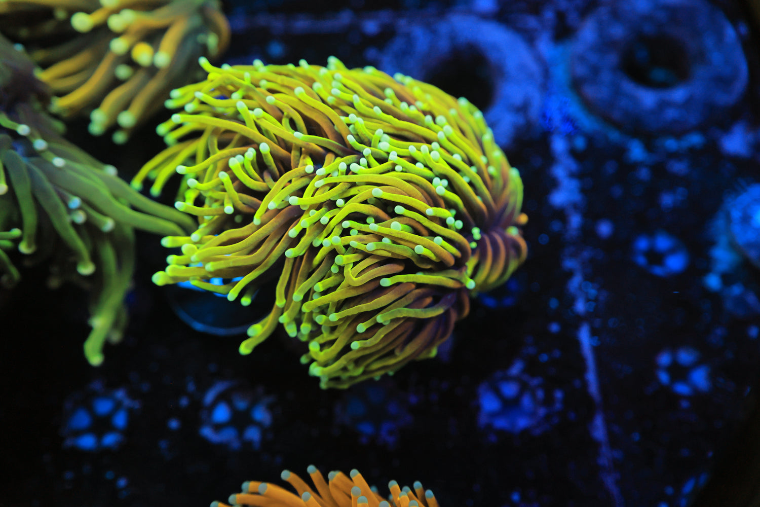 Malaysian rainbow dragon torch splitting to 3 heads-Joker Corals