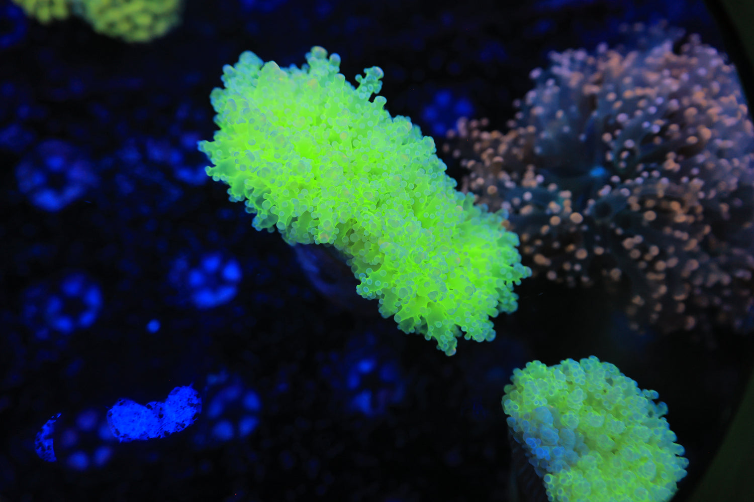 Malaysian Thin Noodle-Joker Corals