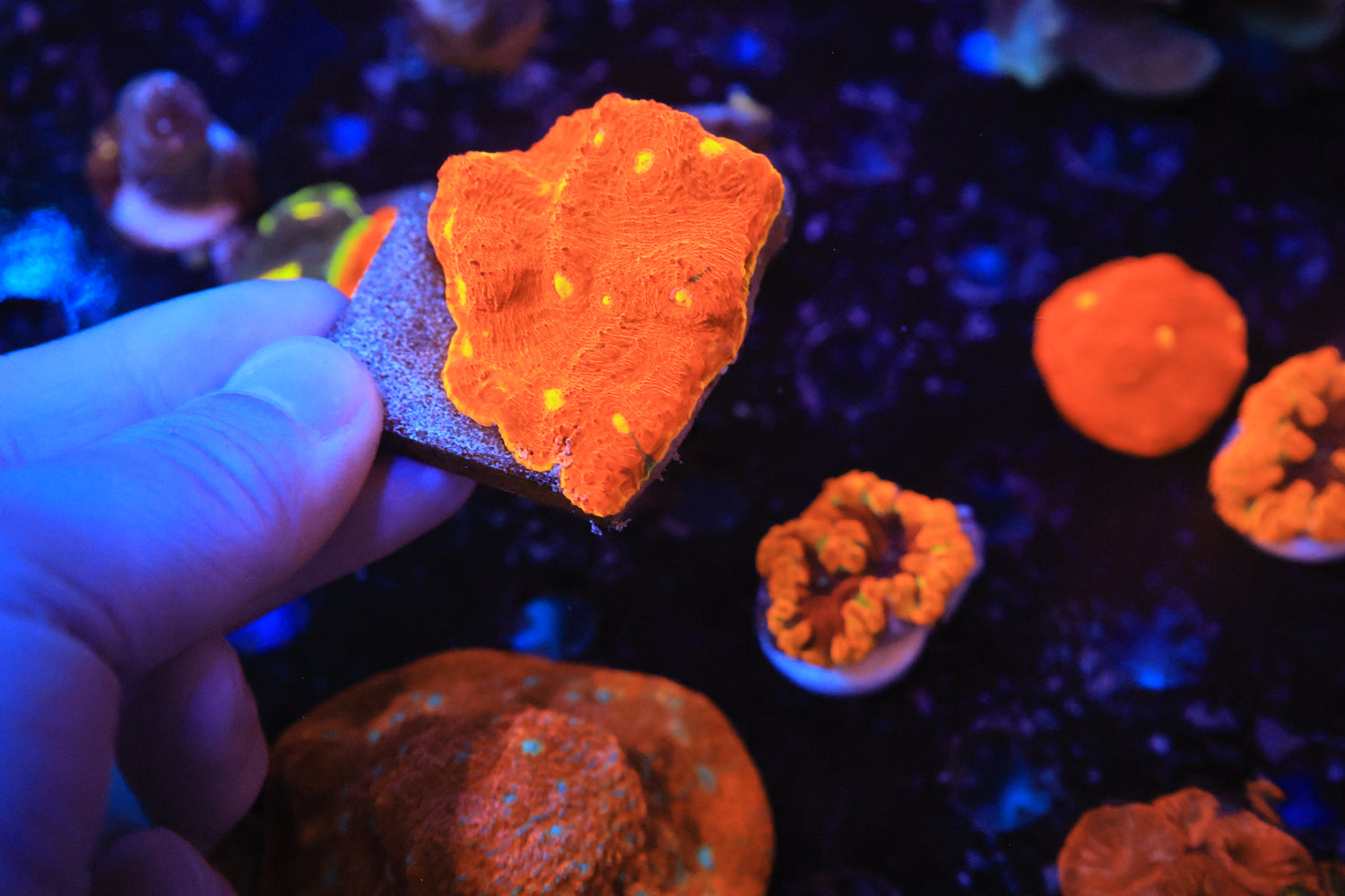 Rainbow Chalice-Joker Corals
