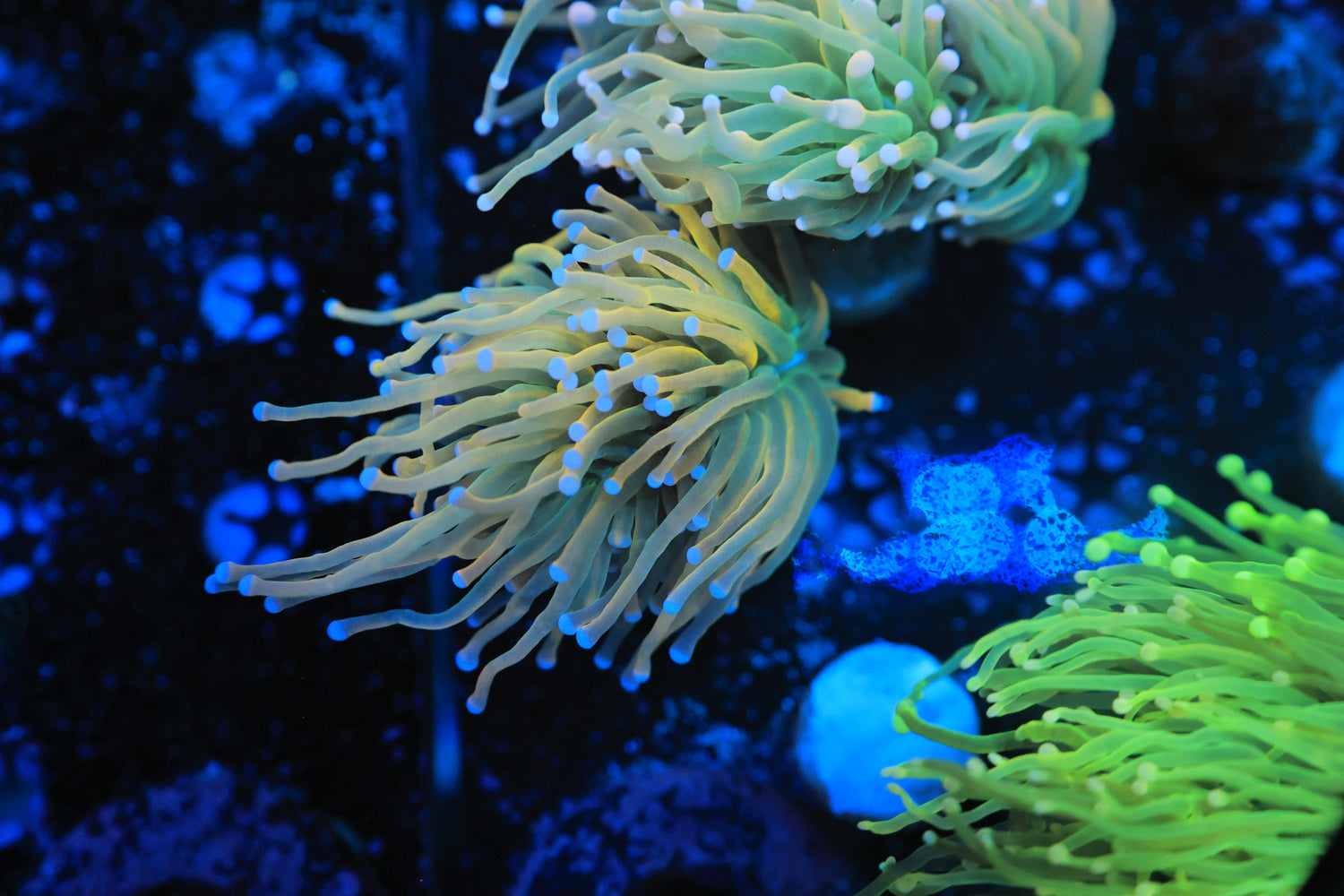 Malaysian Blue Tip HG-Joker Corals