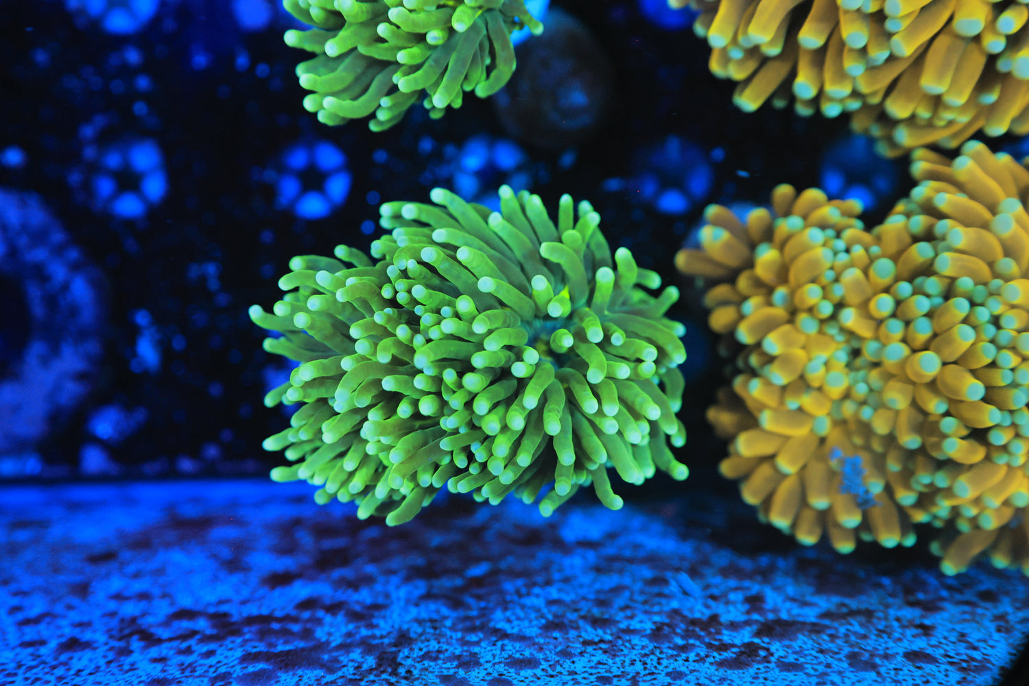 Malaysian Green hulk Torch-Joker Corals