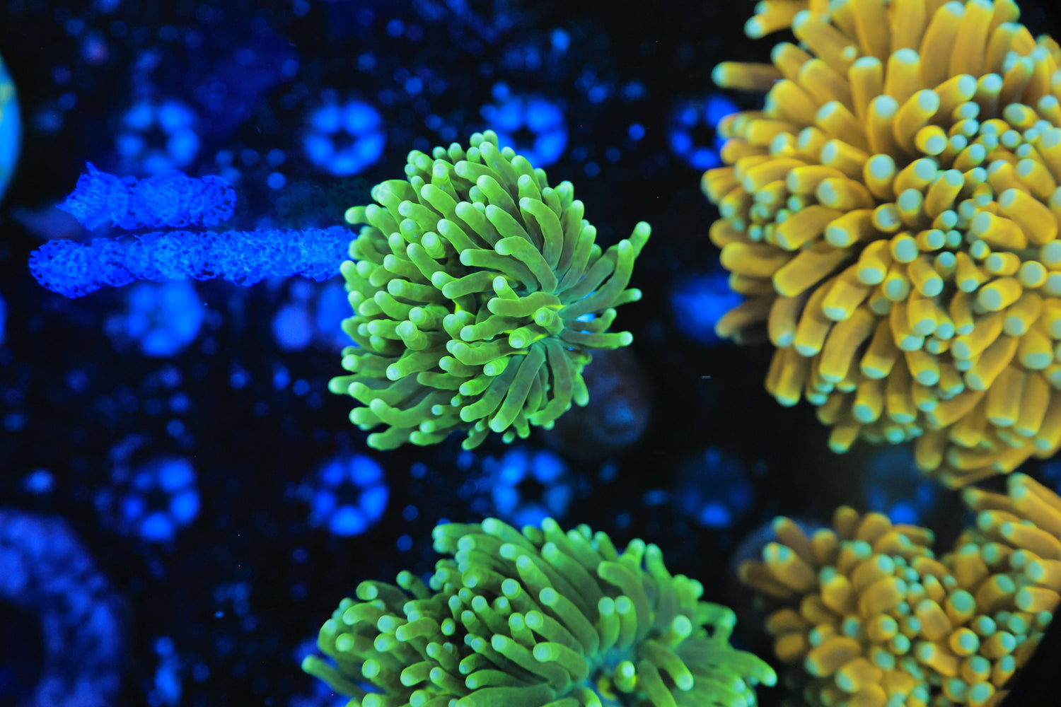 Malaysian Green hulk Torch-Joker Corals