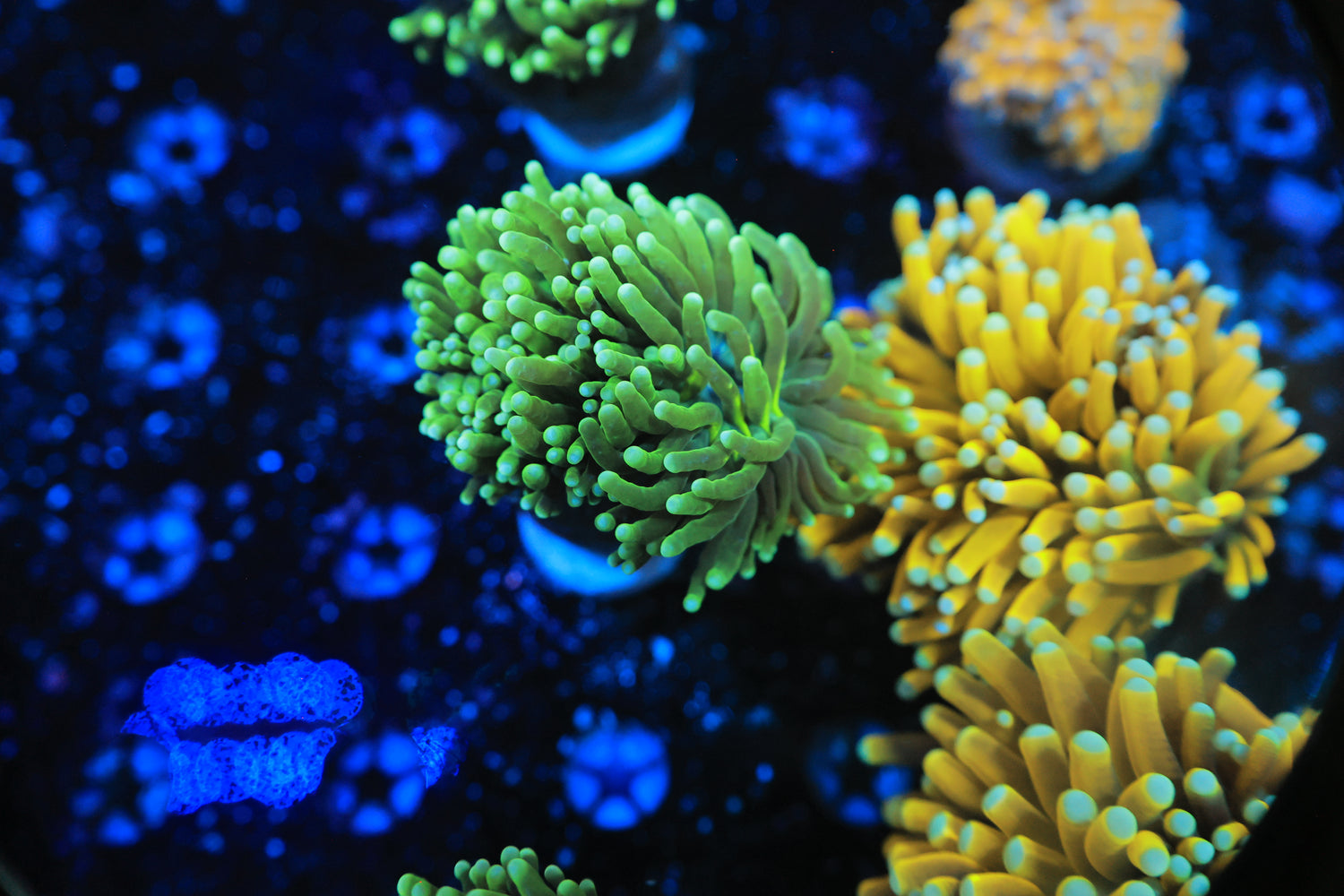 Malaysian Green hulk Torch-Joker Corals