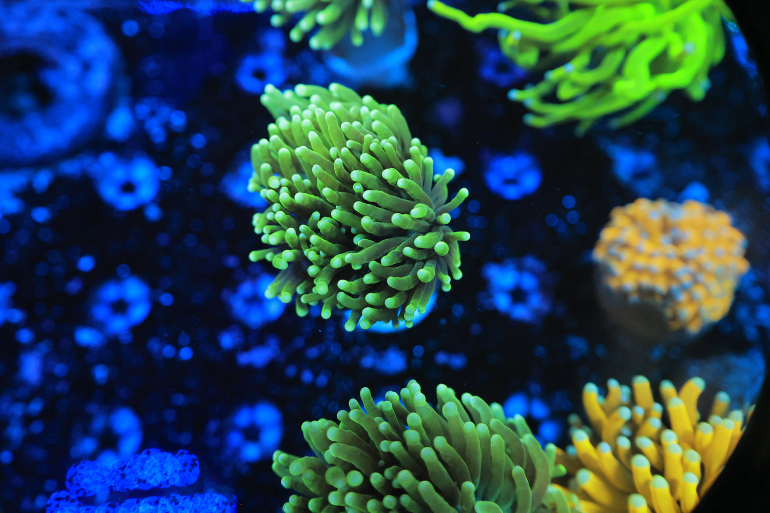 Malaysian Green hulk Torch-Joker Corals