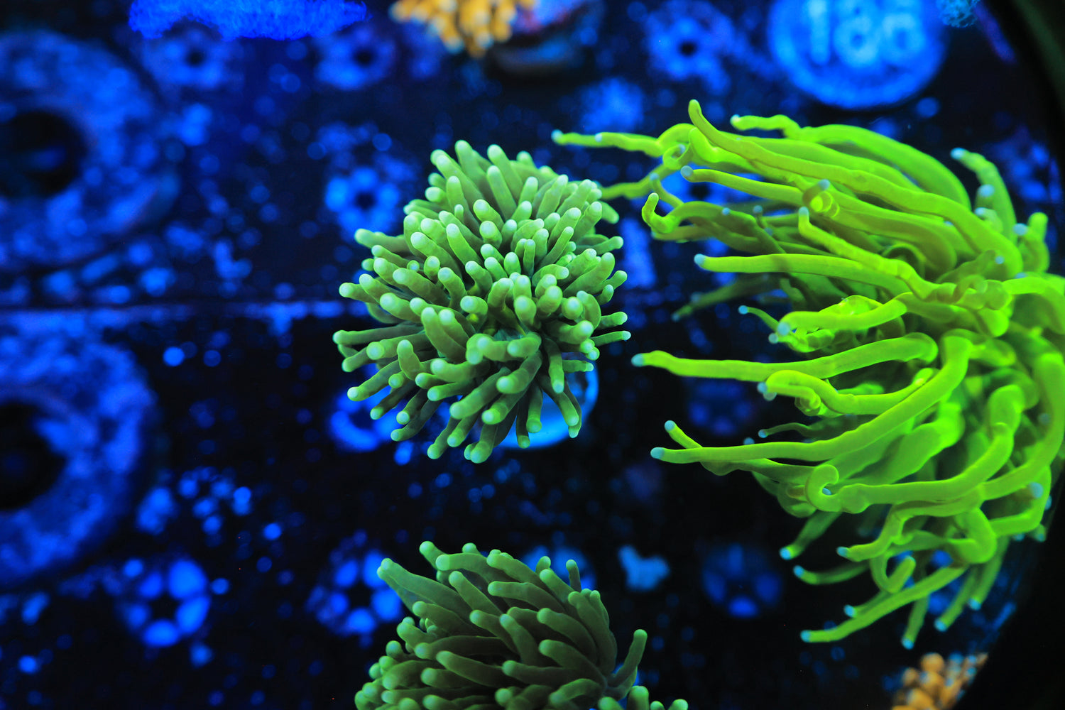 Malaysian Green hulk Torch-Joker Corals