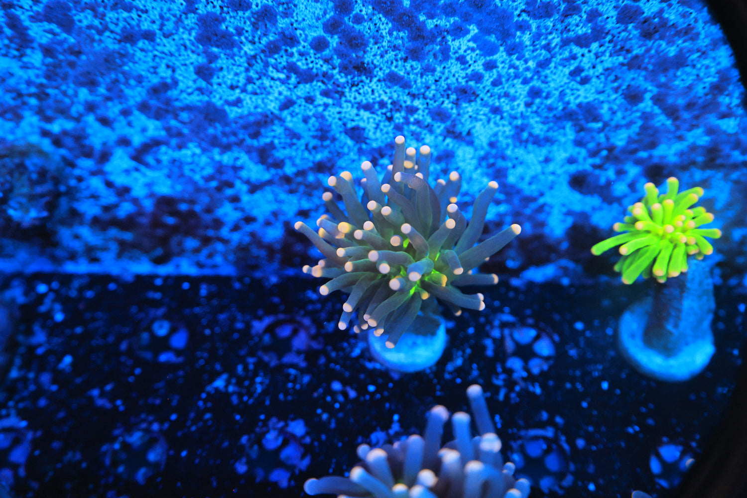 Joker Torch-Joker Corals