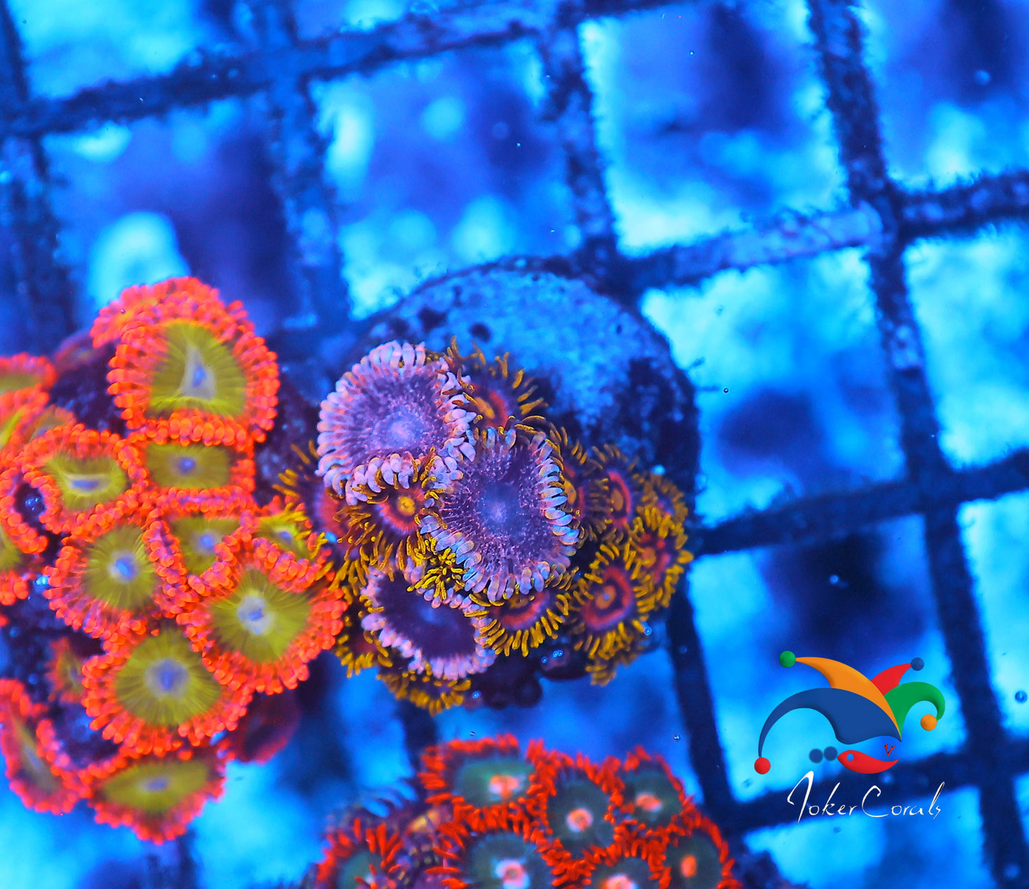 Zoa Garden