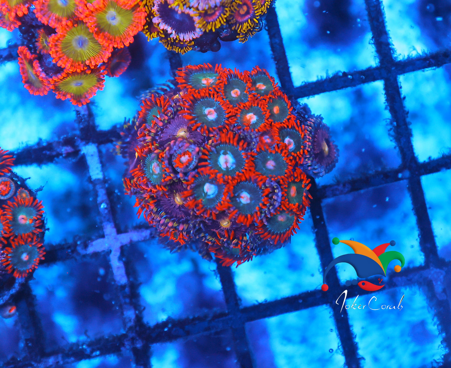 Zoa Garden