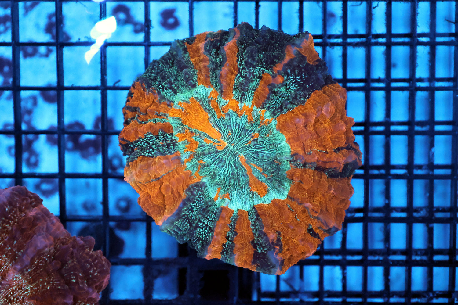 Ultra acantho coral