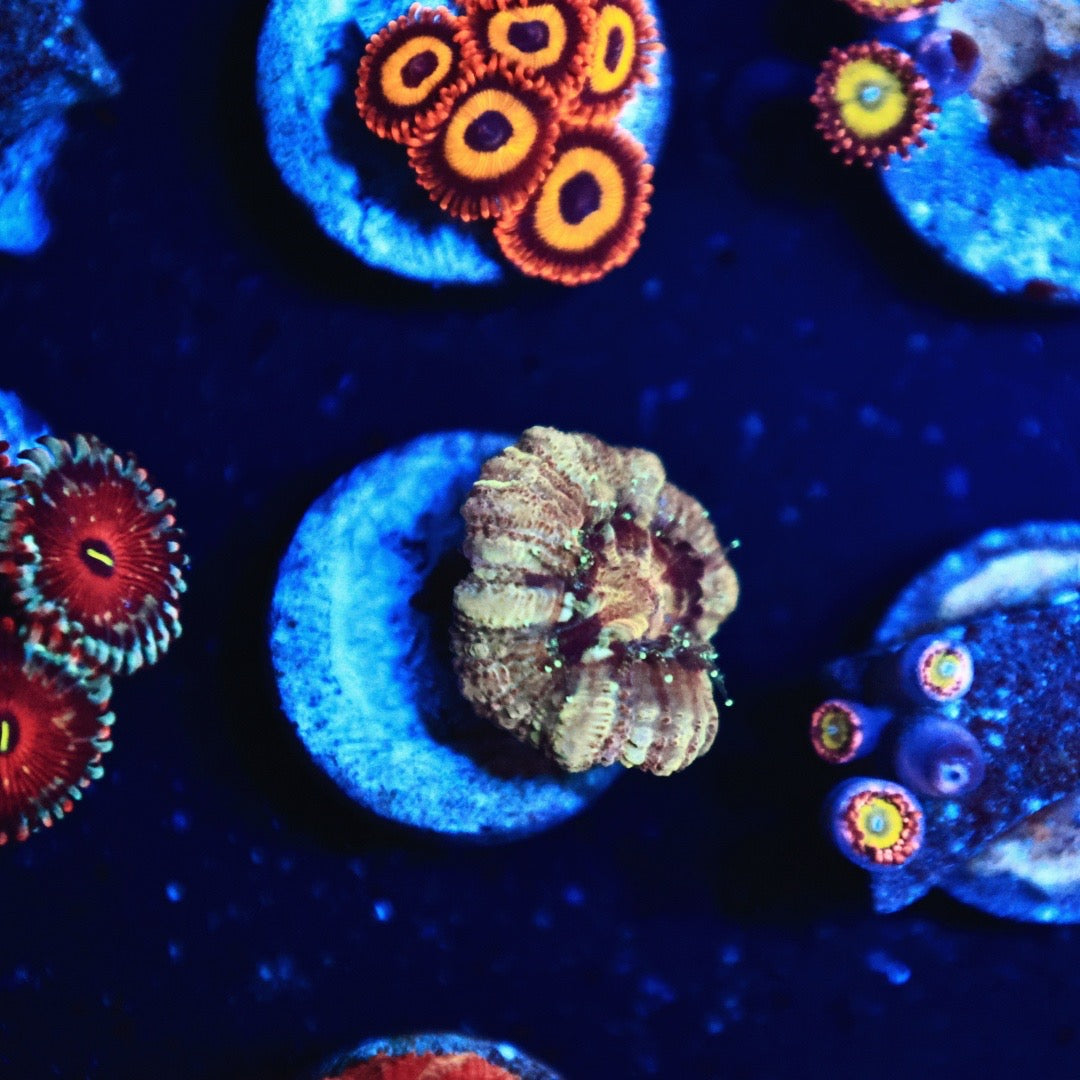 Rainbow Asian acan