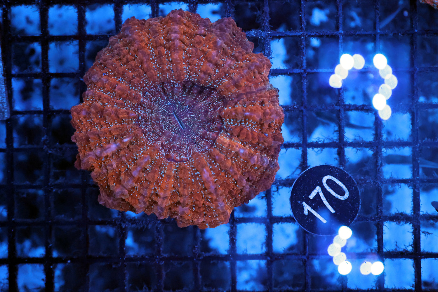 Ultra acantho coral