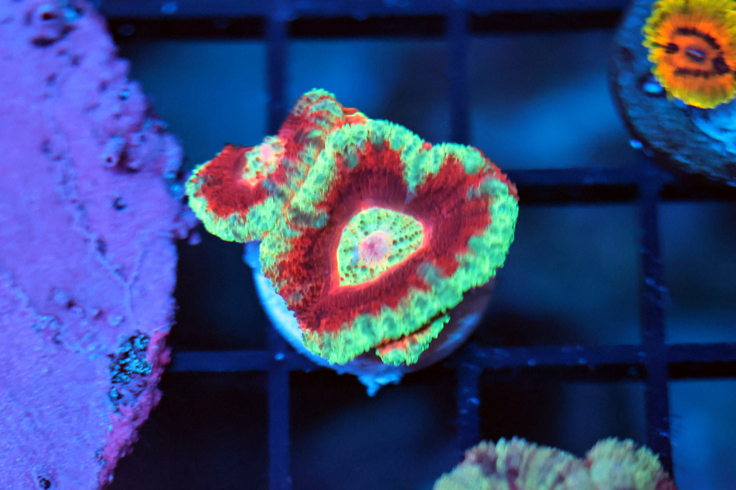 Ultra Asian acan