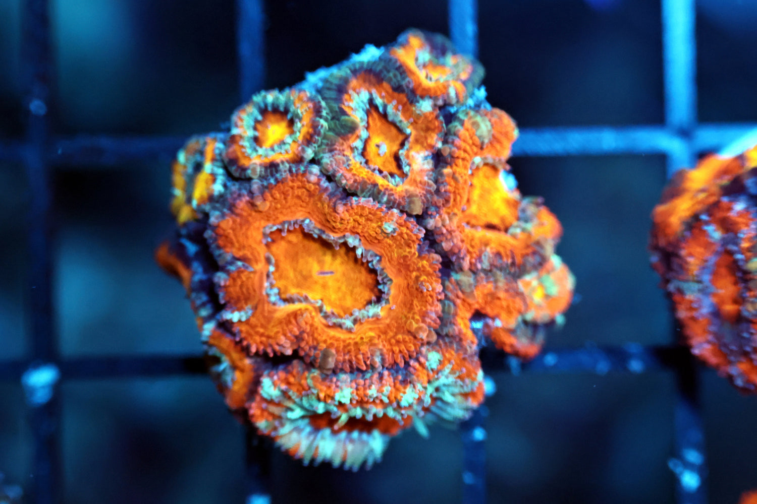 Aussie Acan frag