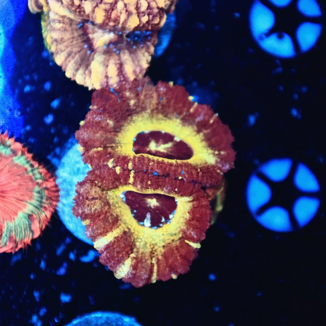 Rainbow Asian acan