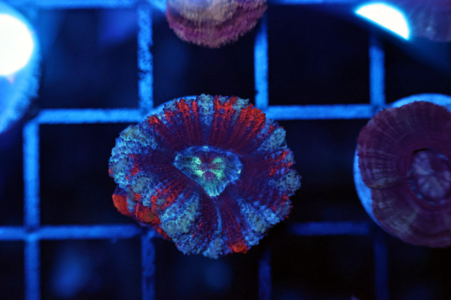 Ultra Asian acan