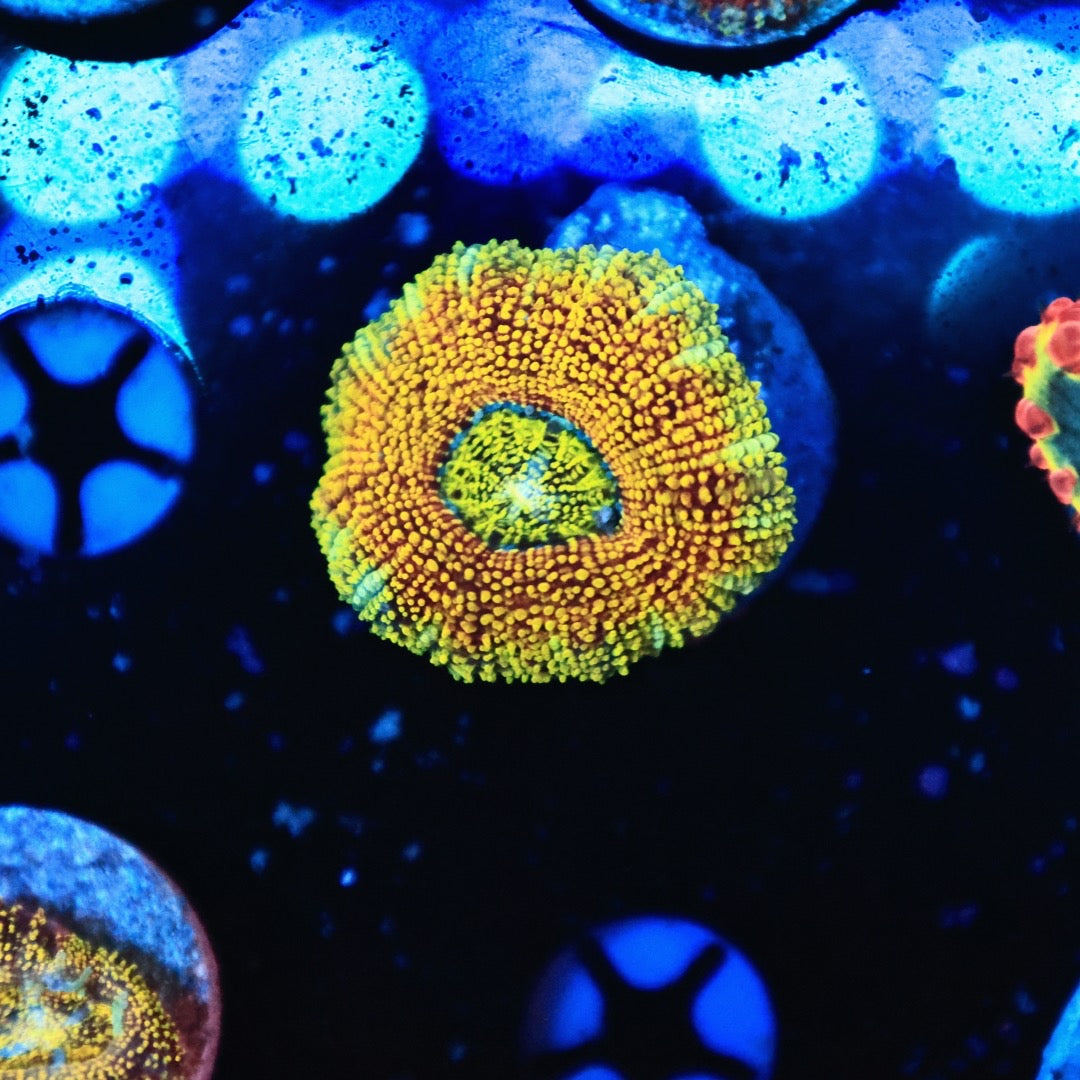 JCC Angel eye glitter acan