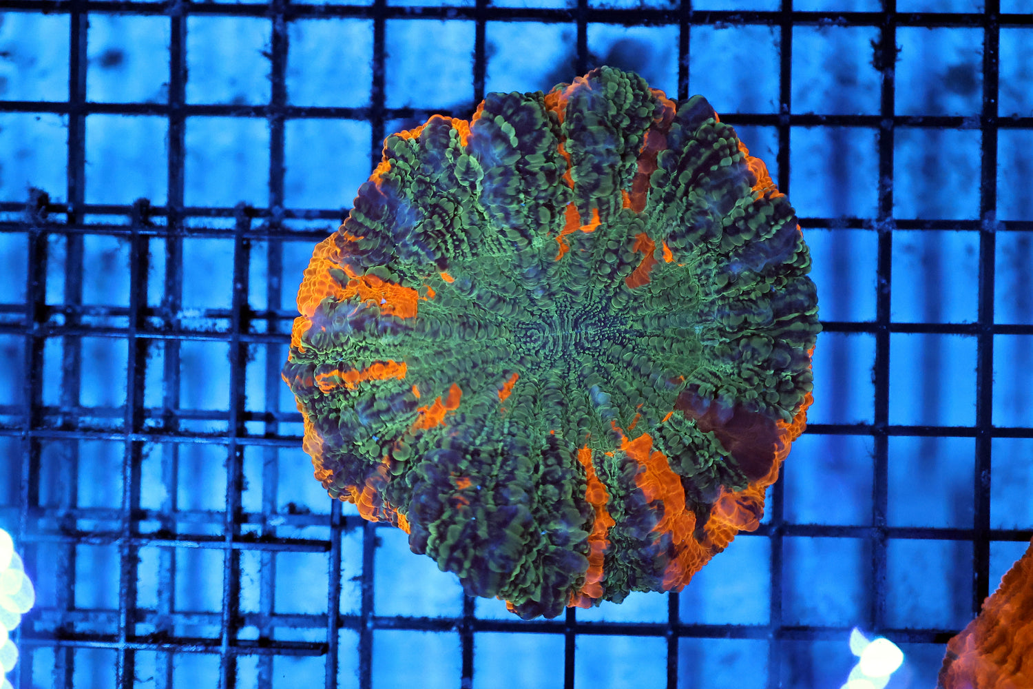 Ultra acantho coral