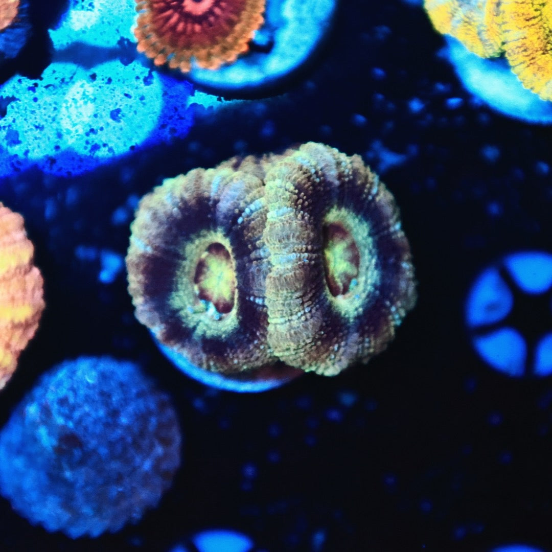 Rainbow Asian acan