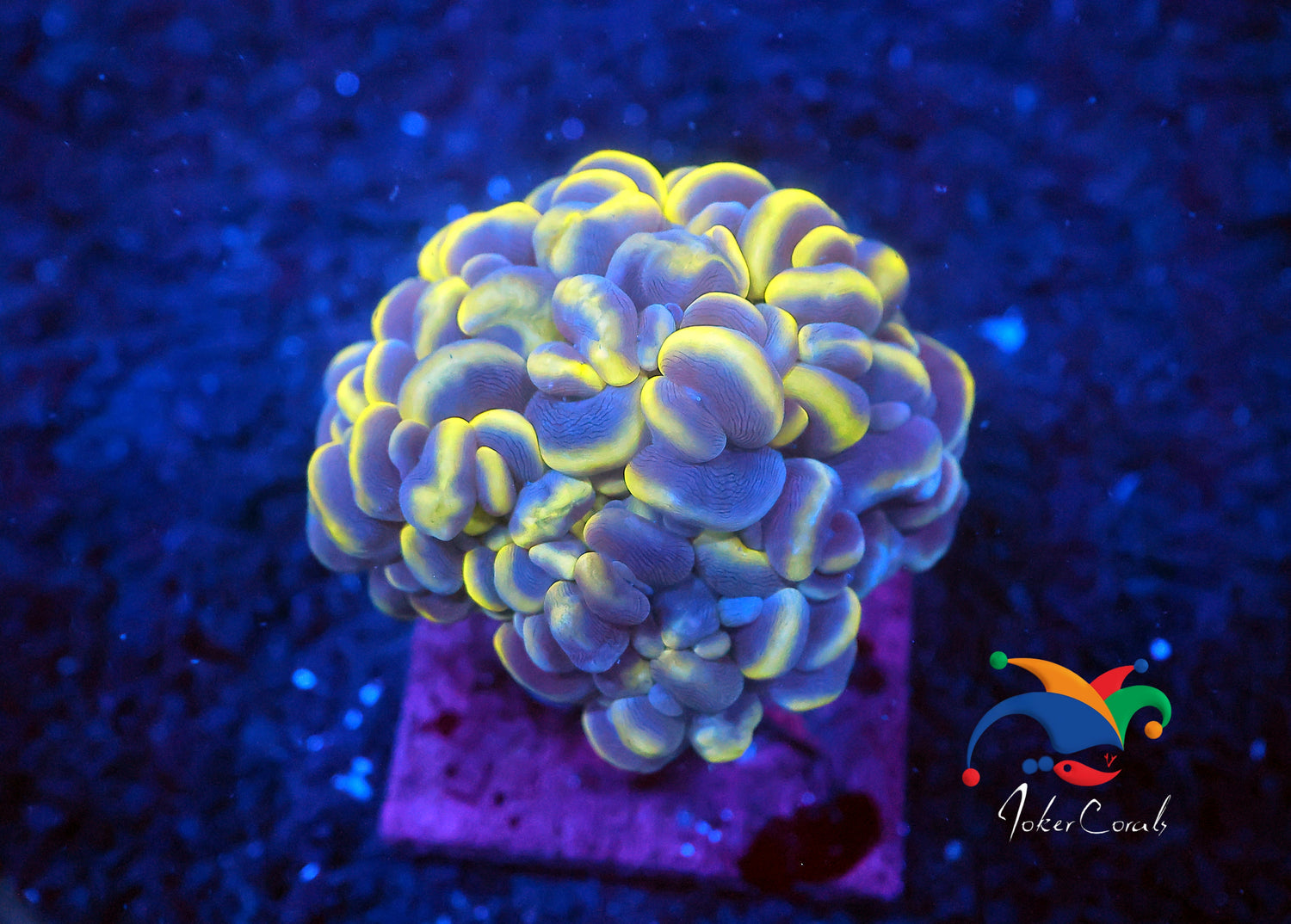 Malaysia bubble coral