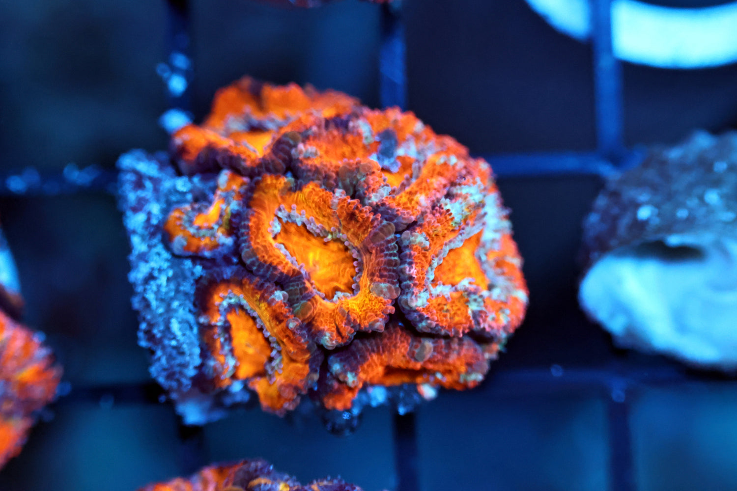 Aussie Acan frag