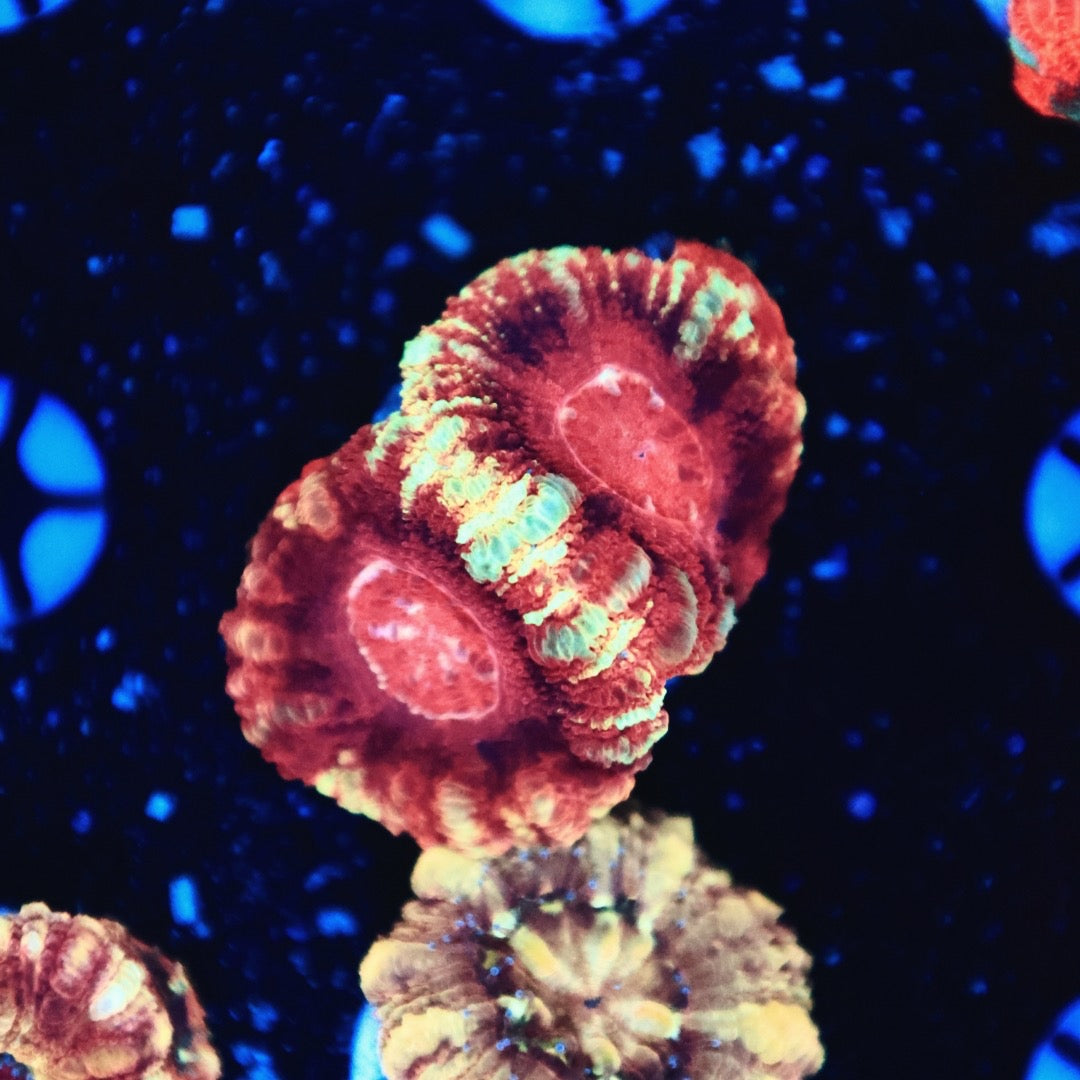 Rainbow Asian acan
